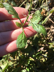 Rorippa sessiliflora