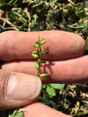 Rorippa sessiliflora