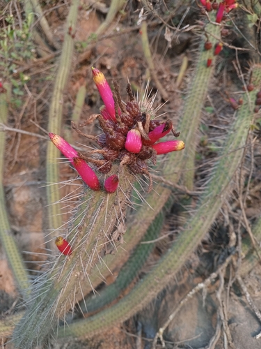 Cleistocactus candelilla