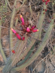 Cleistocactus candelilla