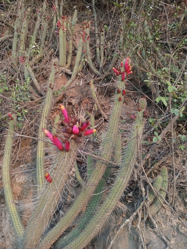 Cleistocactus candelilla, photograph 2