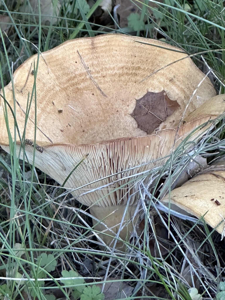Lactarius alnicola · December 2025 · photo: © irinamitine (iNaturalist, cc-by)