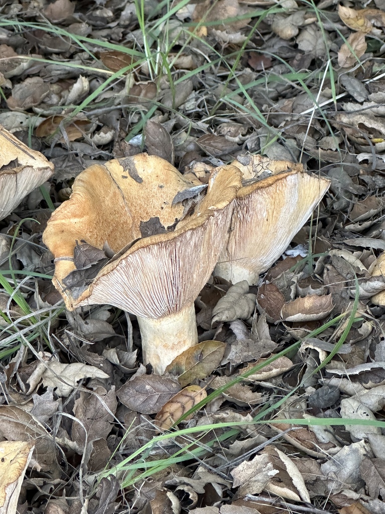 Lactarius alnicola · December 2025 · photo: © irinamitine (iNaturalist, cc-by)