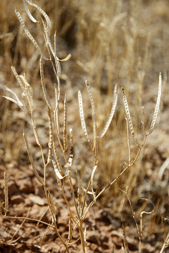 Diptychocarpus strictus