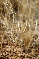 Diptychocarpus strictus