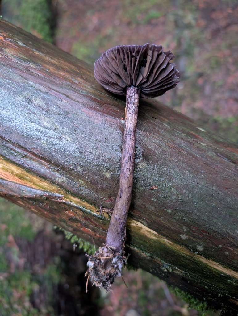Cortinarius violaceus · December 2025 · photo: © michaelshan (iNaturalist, cc-by-nc)