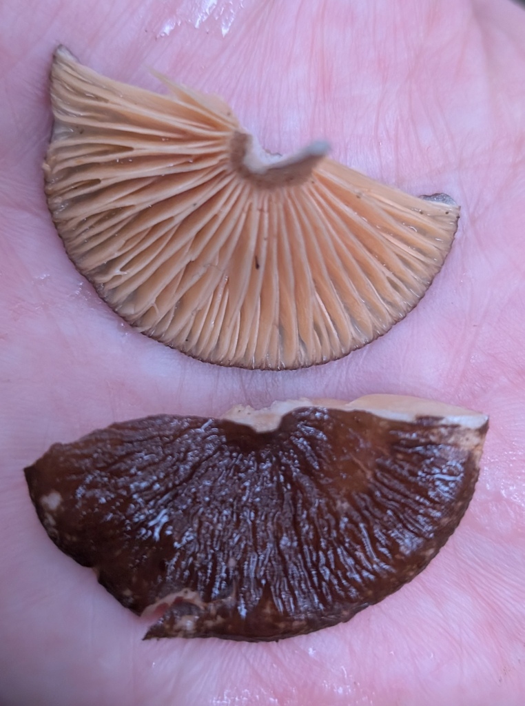 Lactarius fallax · December 2025 · photo: © michaelshan (iNaturalist, cc-by-nc)