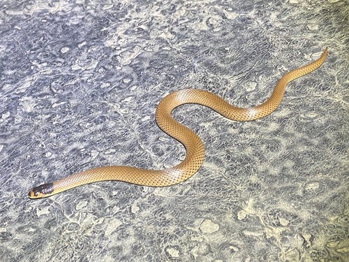 Whip Hooded Snake sighting