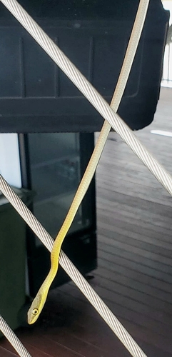 Common Tree Snake sighting