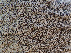 Lecanora rubicunda