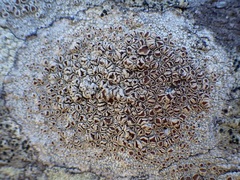 Lecanora rubicunda
