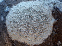 Lecanora rubicunda