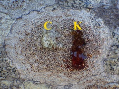 Lecanora rubicunda