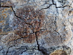 Lecanora rubicunda