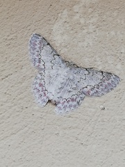 Pingasa lariaria