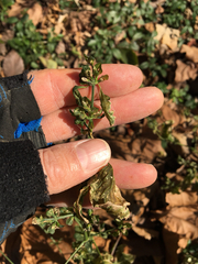 Dicliptera brachiata