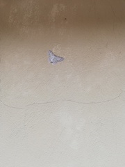 Pingasa lariaria