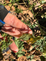 Dicliptera brachiata