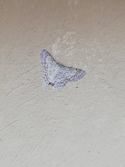 Pingasa lariaria