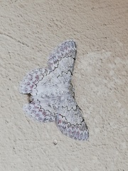 Pingasa lariaria
