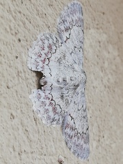 Pingasa lariaria