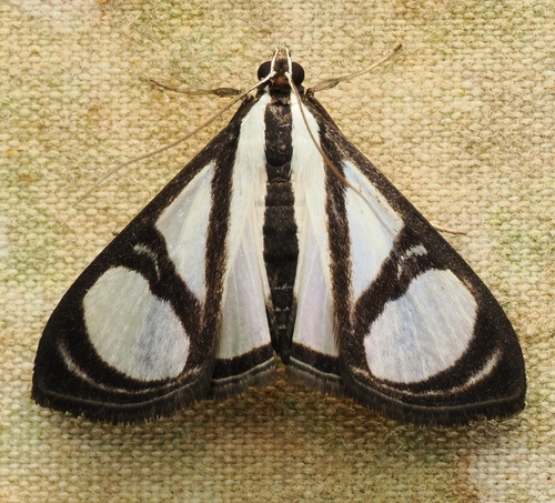 Glyphodes confinis