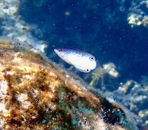 Blackback wrasse (Anampses neoguinaicus) — Labridae — 4