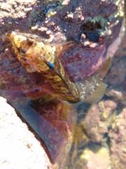 Ruanoho decemdigitatus