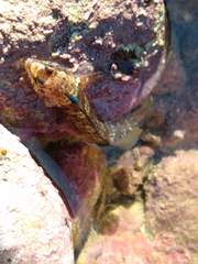 Ruanoho decemdigitatus