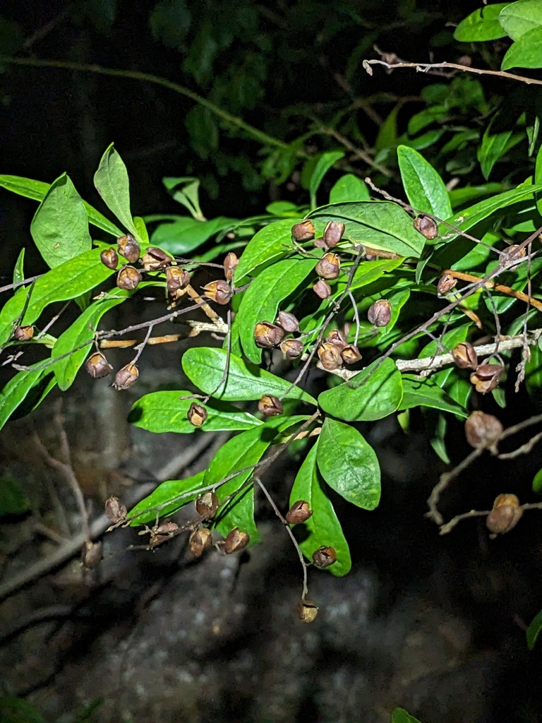 Bursaria tenuifolia (Bursaria tenuifolia)