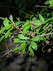 Bursaria tenuifolia