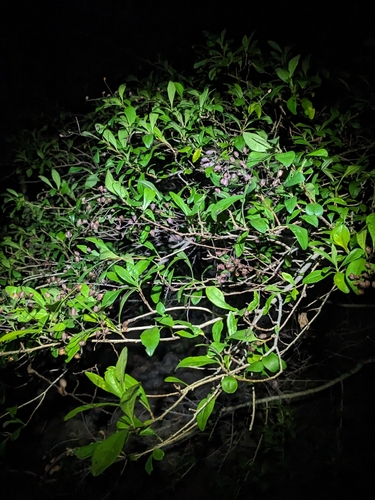 Bursaria tenuifolia, photograph 2