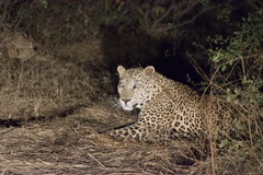 Panthera pardus fusca