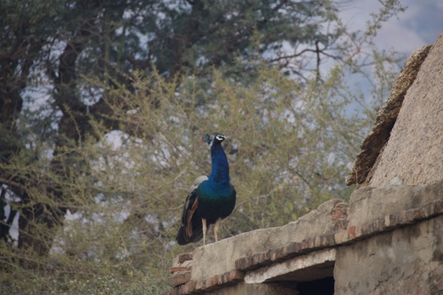 Indian Peafowl