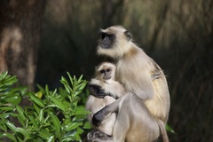 Semnopithecus entellus