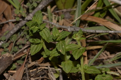 Gratiola peruviana