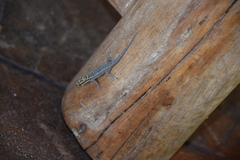 Lygodactylus mombasicus