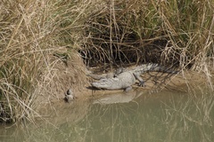 Crocodylus palustris