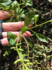 Rorippa sessiliflora