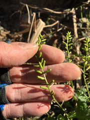 Rorippa sessiliflora
