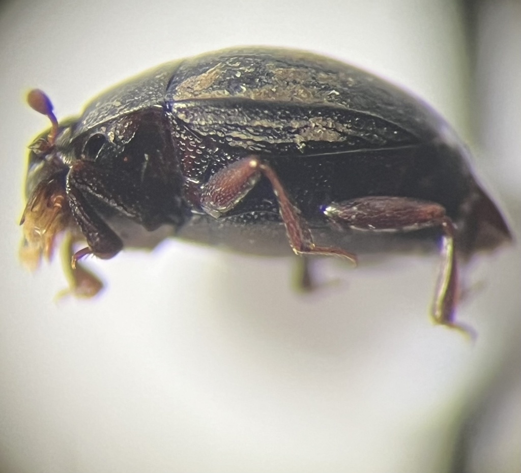 Caerosternus americanus