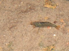 Caridina cantonensis