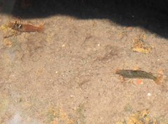 Caridina cantonensis
