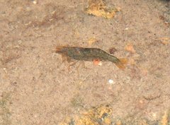 Caridina cantonensis