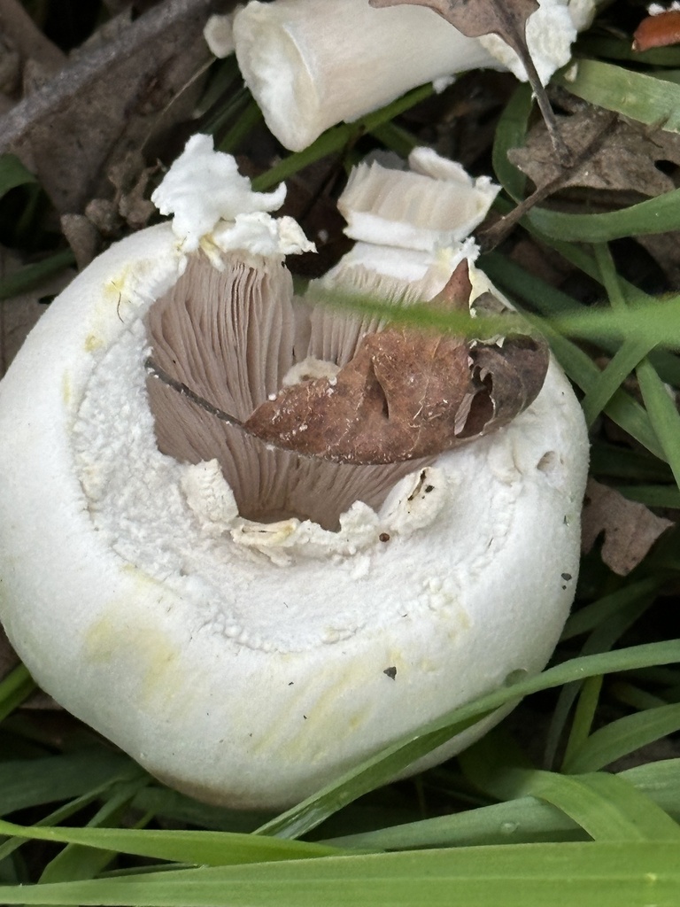 Agaricus xanthodermus · December 2025 · photo: © irinamitine (iNaturalist, cc-by)
