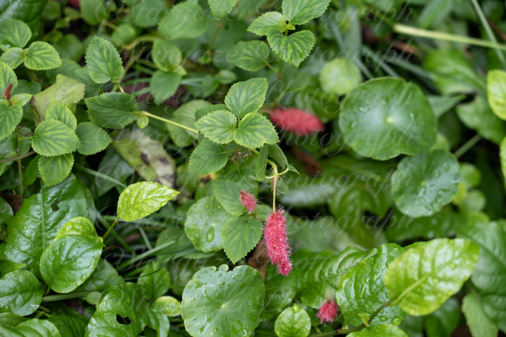 Acalypha pedemontana