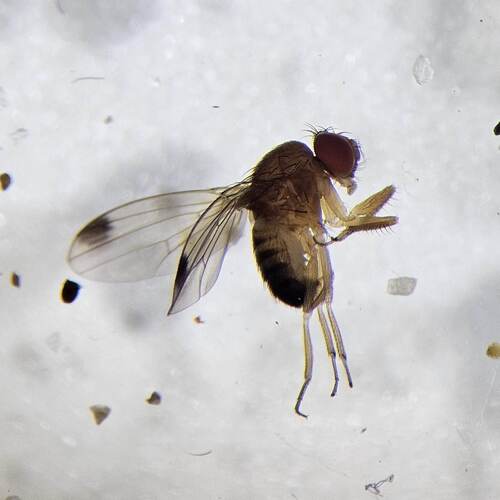 Unknown species found near Wilsonville, OR, USA