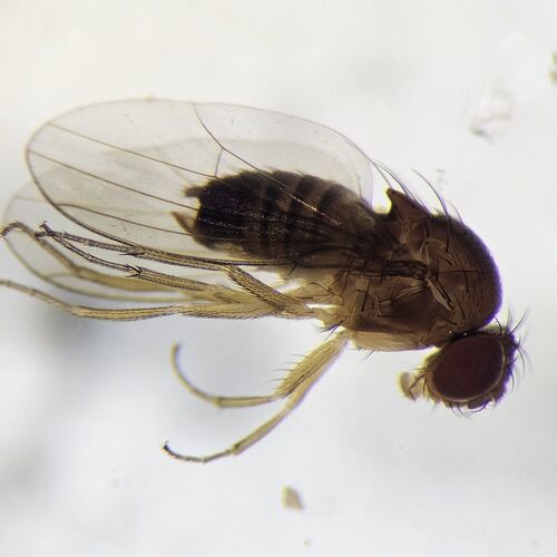 Unknown species found near Wilsonville, OR, USA