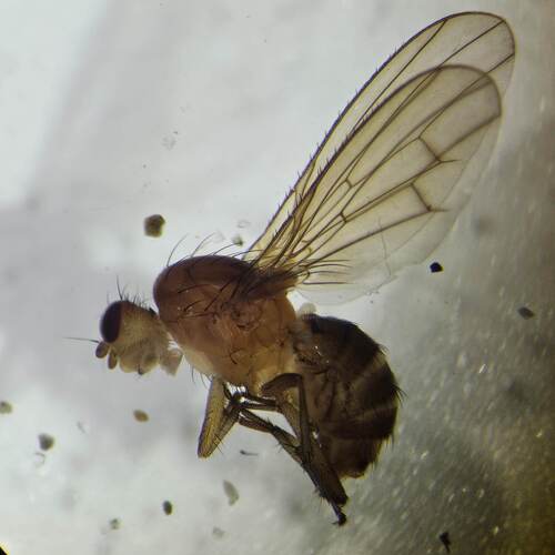 Unknown species found near Wilsonville, OR, USA