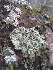 Physcia pseudospeciosa